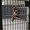 bdsm porn comic image Unlucky whore 31